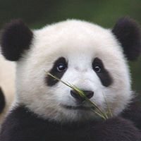 Panda.io chat bot